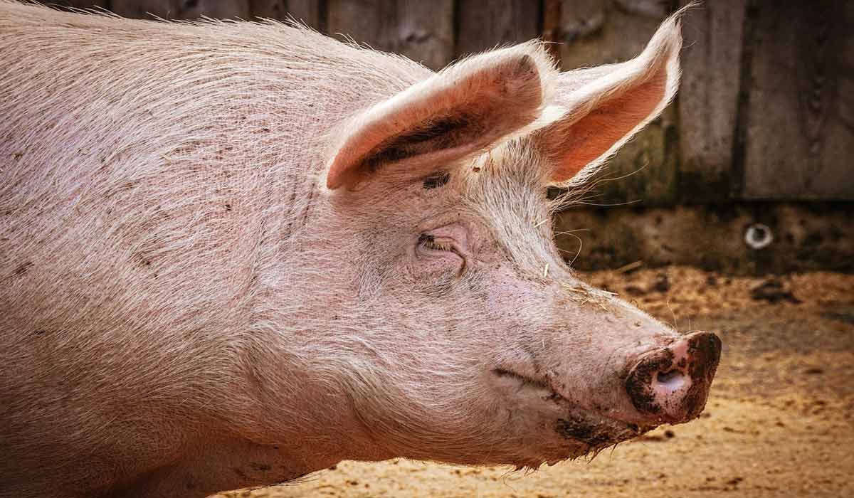 Le préfet refuse l’extension d’un élevage de cochons des gérants Kerdoncuff : victoire de la mobilisation citoyenne