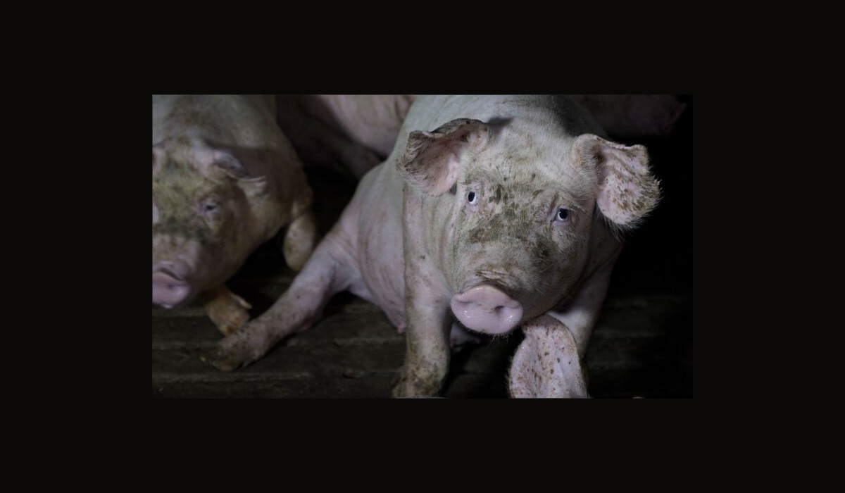 Élevage de cochons : l’État condamné pour ses défaillances Élevage de cochons : l’État condamné pour ses défaillances