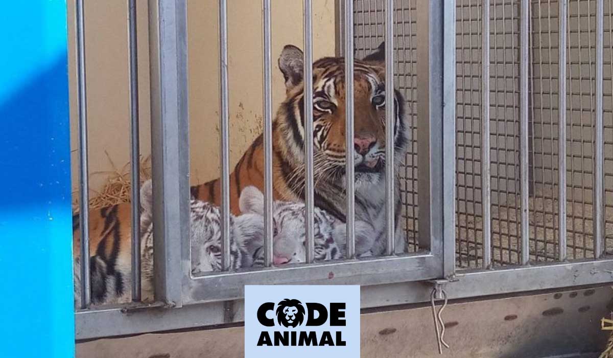 Cirque itinérant : la cour d’appel d’Amiens confirme et durcit la condamnation du dresseur Solovich Dumas pour maltraitance animale