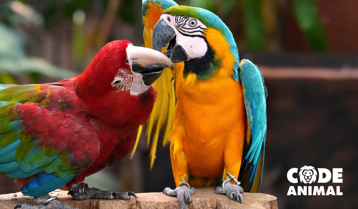 Faune sauvage captive : le Premier ministre fait de la « Liste Positive » un chantier prioritaire pour la fin d’année