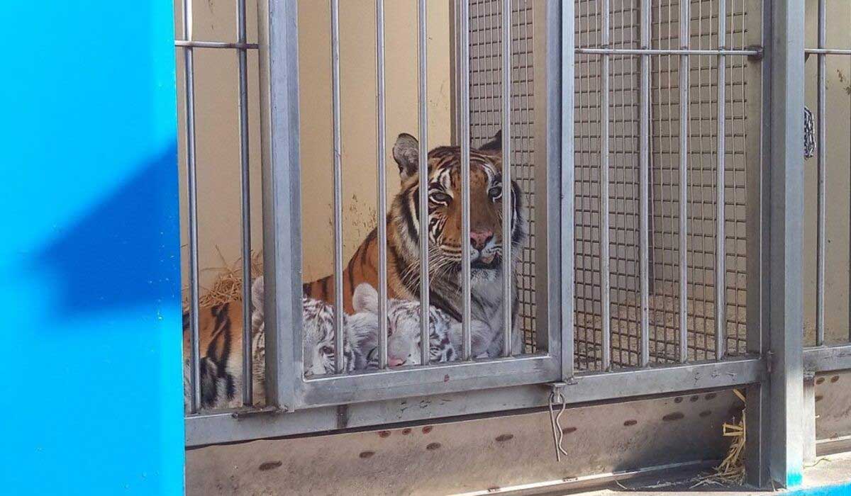 Victoire historique : la justice ordonne la confiscation définitive de six félins exploités, un coup d’arrêt à la maltraitance en cirque Victoire historique : la justice ordonne la confiscation définitive de six félins exploités, un coup d’arrêt à la maltraitance en cirque