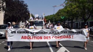 « Un animal ne devrait jamais être torturé » : à Béziers, le COLBAC lutte contre les corridas