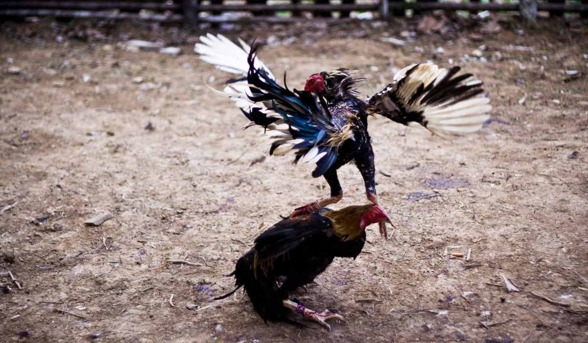 Infiltration dans des combats de coqs