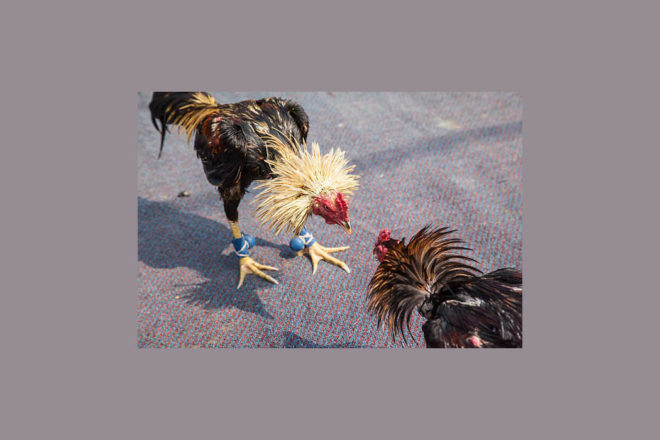 Combats de coqs et corridas, même aberration juridique !