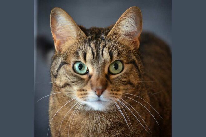 Comportementaliste félin