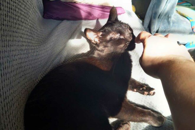 Mon chat est craintif, que puis-je y faire ?