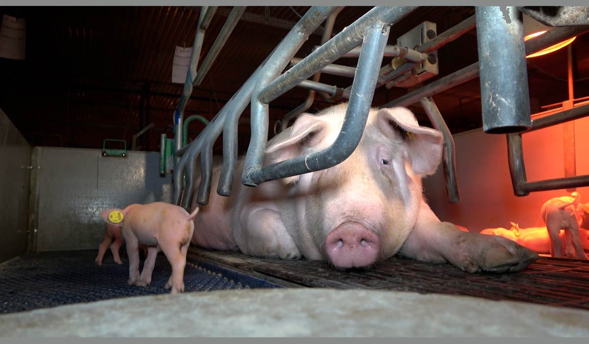 Enquête : des cafards dans des élevages Cooperl de la Filière Qualité Carrefour