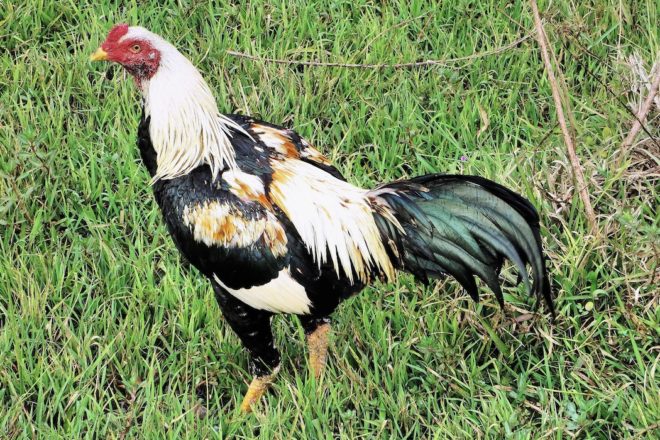 Combats de coqs, la guerre des Gaules