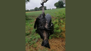 Campagne, fleurs sauvages, papillons, champs de blé et… potences à corbeaux