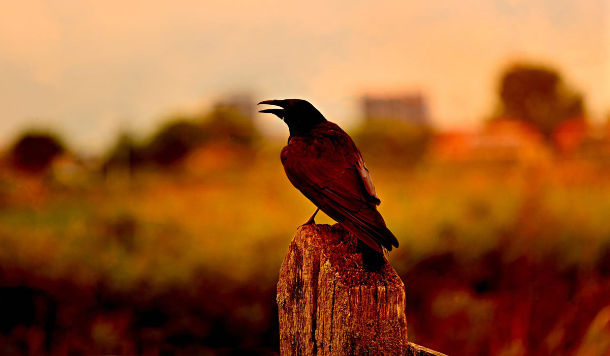 Le corbeau magicien 