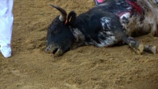 L214 filme les larmes d’un taureau à la corrida de Brocas (Landes)