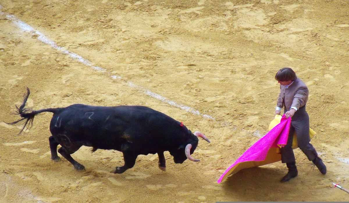 Corrida : l’intelligibilité de la loi à l’épreuve de la « tradition locale ininterrompue »