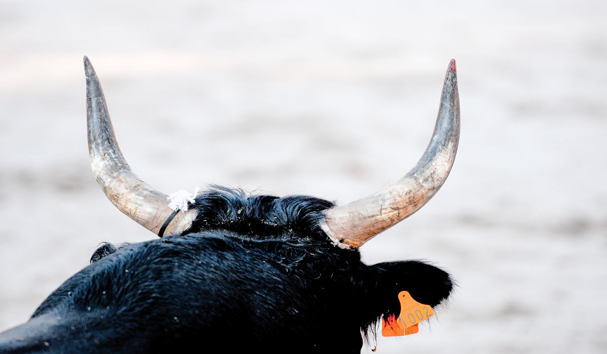 Corrida à Palavas-les-Flots : One Voice demande sa suspension le 23 septembre au tribunal de Montpellier Corrida à Palavas-les-Flots : One Voice demande sa suspension le 23 septembre au tribunal de Montpellier