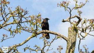 La justice reconnaît que les corbeaux et corneilles du Jura ont été massacrés illégalement en 2022