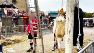 Grâce à notre mobilisation, aucun animal ne sera tué ni décapité pour divertir les spectateurs du festival de Lesmont cet été