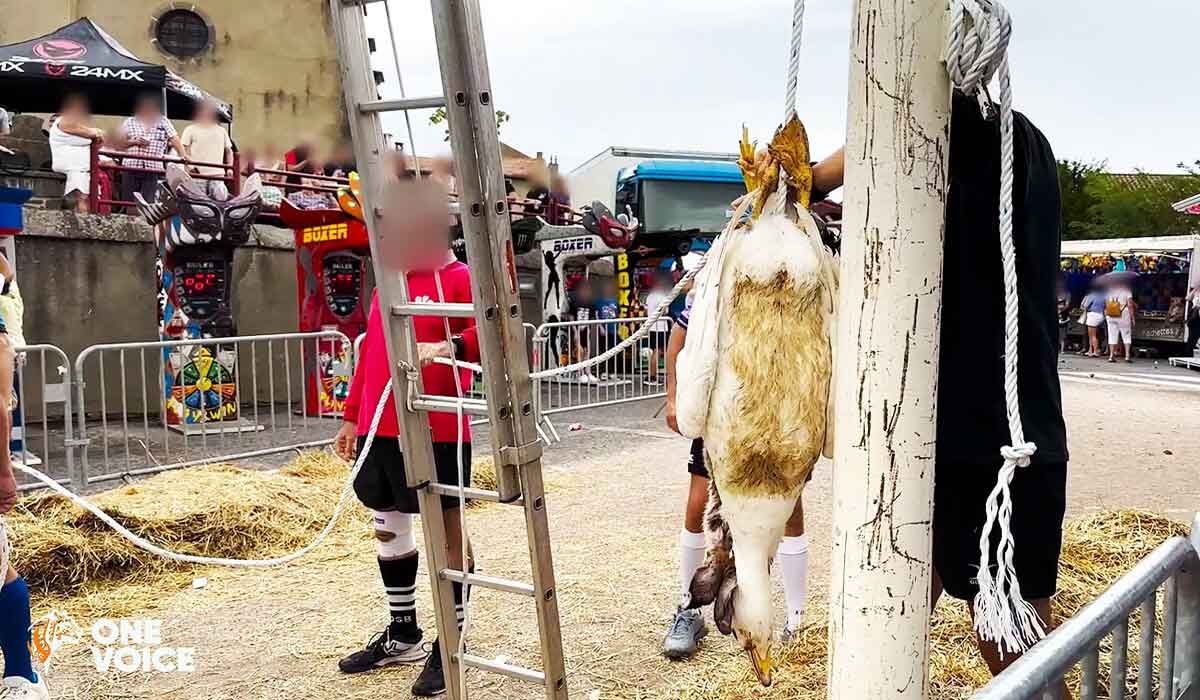 Non à la décapitation d’animaux au festival de Lesmont !