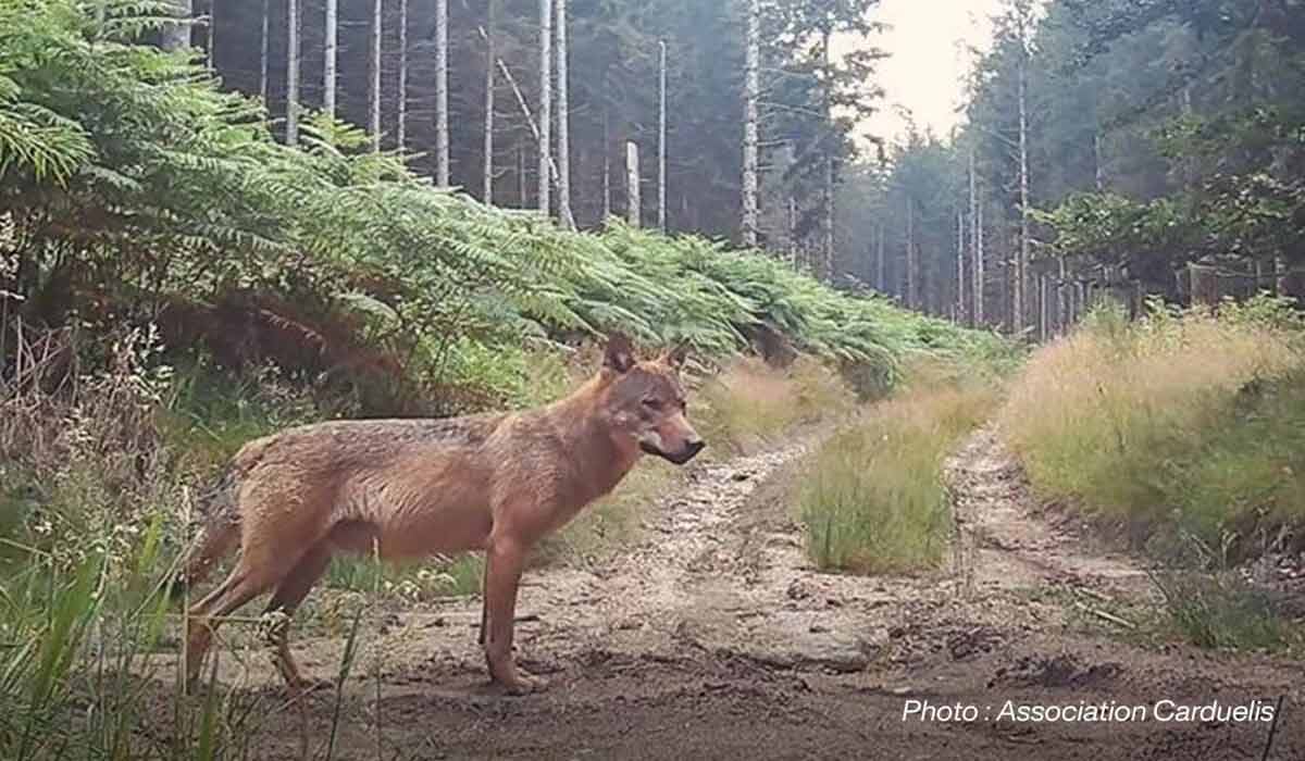 Sauvons le couple de loups du plateau de Millevaches !