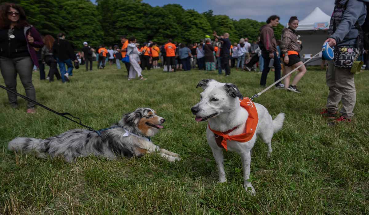 Courir pour les animaux : le Relais de la SPA revient le dimanche 31 mai 2026
