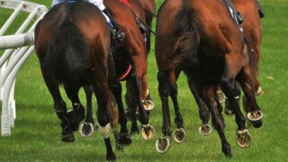 Fontainebleau : le cheval Koctel Map meurt à Fontainebleau. Une association interpelle France Galop et demande un renforcement du règlement