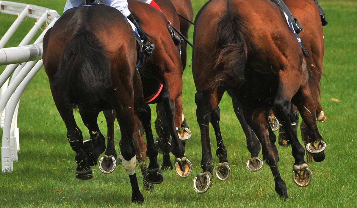 Fontainebleau : le cheval Koctel Map meurt à Fontainebleau. Une association interpelle France Galop et demande un renforcement du règlement Fontainebleau : le cheval Koctel Map meurt à Fontainebleau. Une association interpelle France Galop et demande un renforcement du règlement