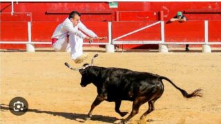 La Franche-Comté n’est pas une terre taurine – Non à l’organisation d’une course de vaches landaises à Errevet (70) les 30 et 31 août 2025