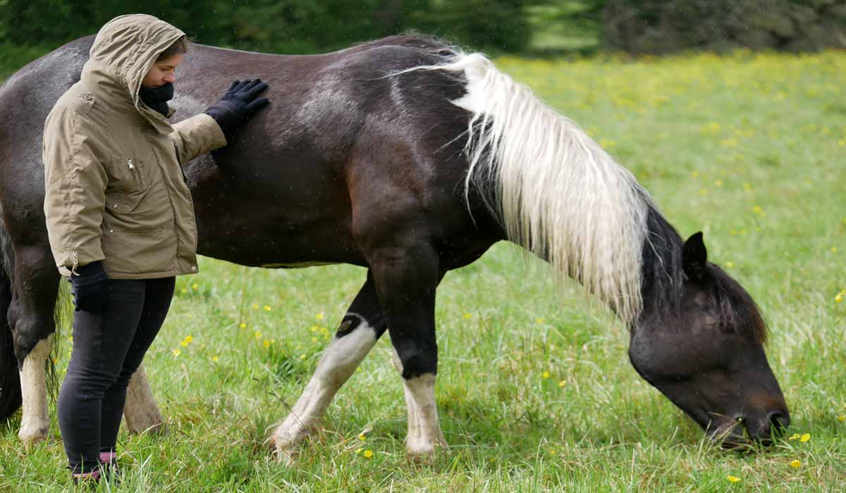 Le cheval nous montre le chemin de la cohérence et de l’authenticité relationnelle