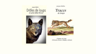 Ce que nous enseigne l’histoire du loup…