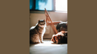 Mon-bibou.fr, le réseau solidaire made in France de gardes de vos animaux