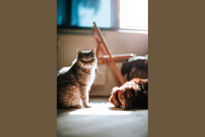 Mon-bibou.fr, le réseau solidaire made in France de gardes de vos animaux