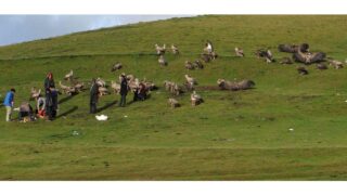 Les Anges Célestes : prise de conscience antispéciste