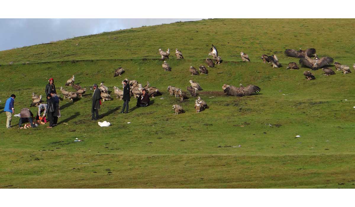 Les Anges Célestes : prise de conscience antispéciste