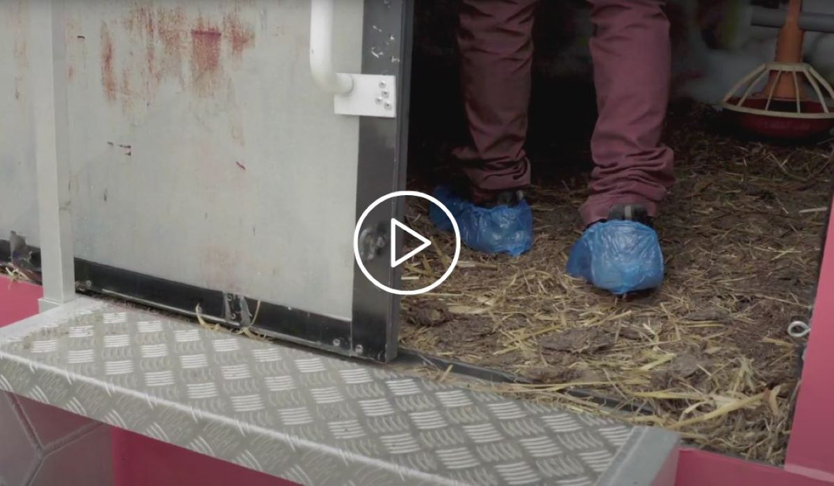 Vidéo : L214 simule des portes ouvertes d’élevage à Paris