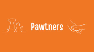 Pawtners : une jeune association au grand cœur pour les animaux en détresse