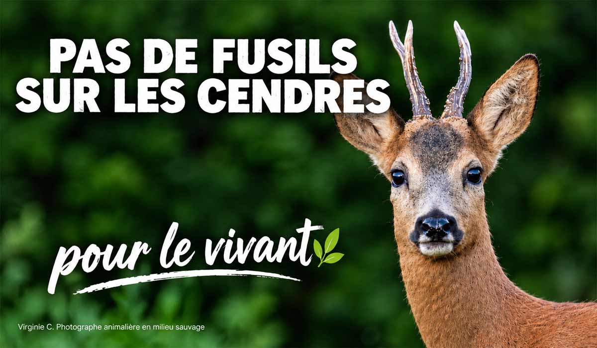 « Pas de fusils sur les cendres » : du Cantal à la marche pour le vivant « Pas de fusils sur les cendres » : du Cantal à la marche pour le vivant