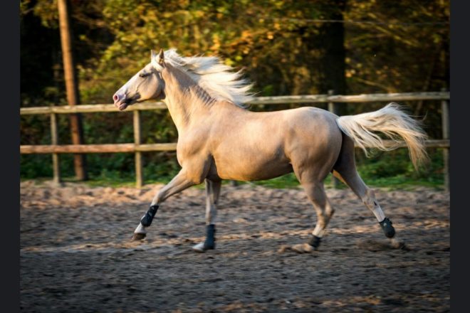 Le GRAAL à la rescousse des équidés