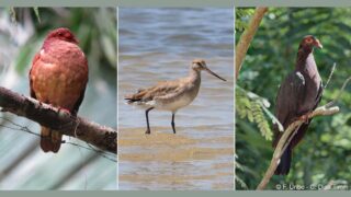 La justice annule la chasse de 3 oiseaux menacés dans les Antilles !