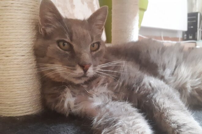 L’Association Les Amis d’Aramis – Sanctuaire pour chats