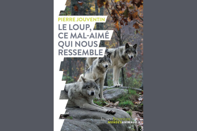 Questions à Pierre Jouventin, Le loup, ce mal-aimé qui nous ressemble