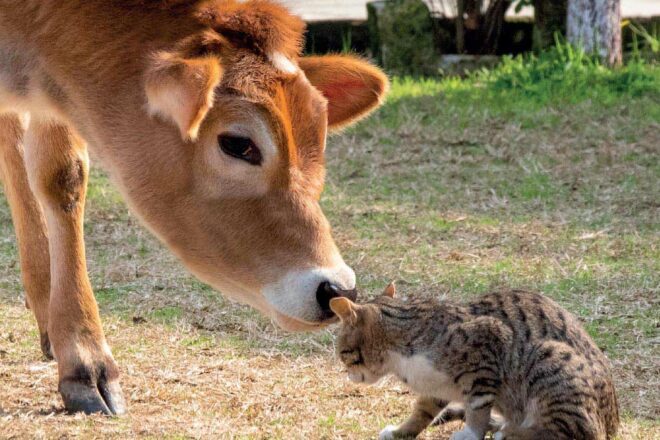 Interview de Yolaine de la Bigne: le 5 février la journée des intelligences animales