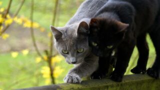 Are my cats friends ? – Understanding social behaviour in companion cats