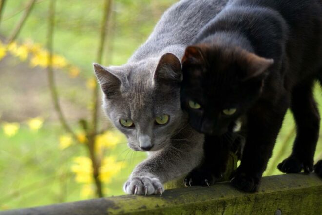 Are my cats friends ? – Understanding social behaviour in companion cats