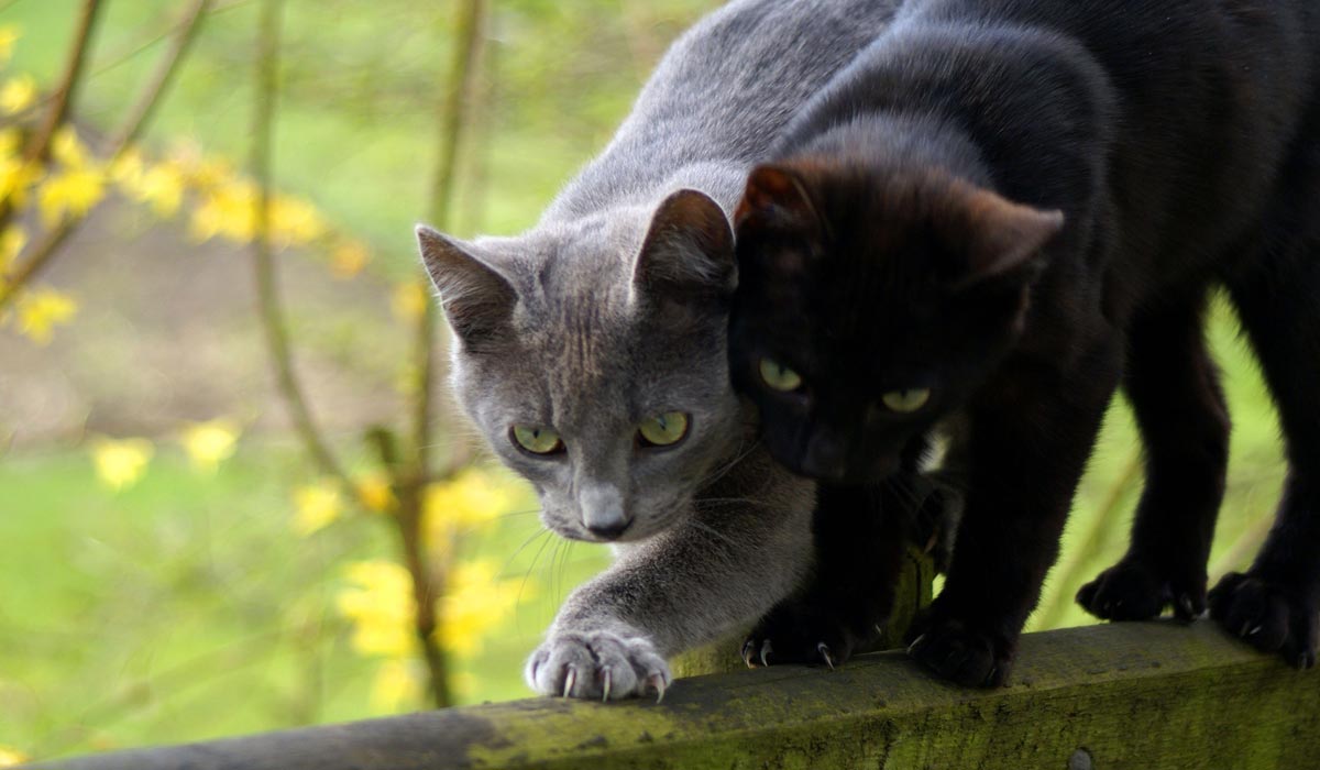 Are my cats friends ? – Understanding social behaviour in companion cats