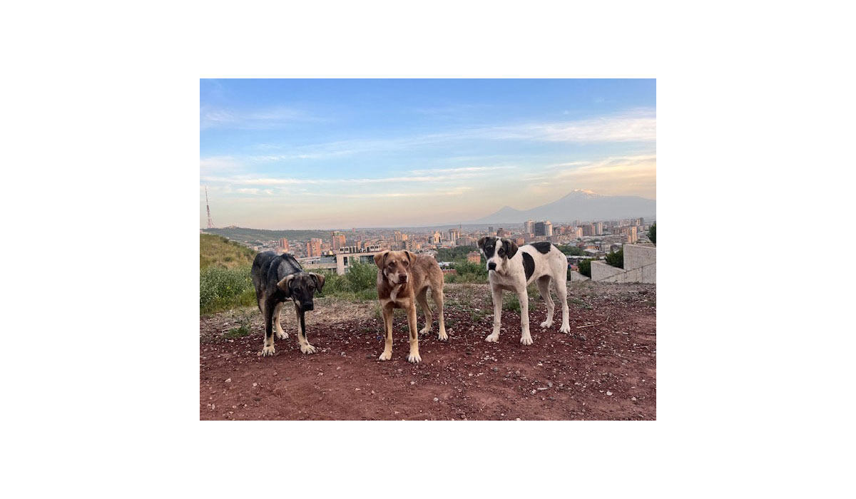 L’association Chiens Libres d’Arménie