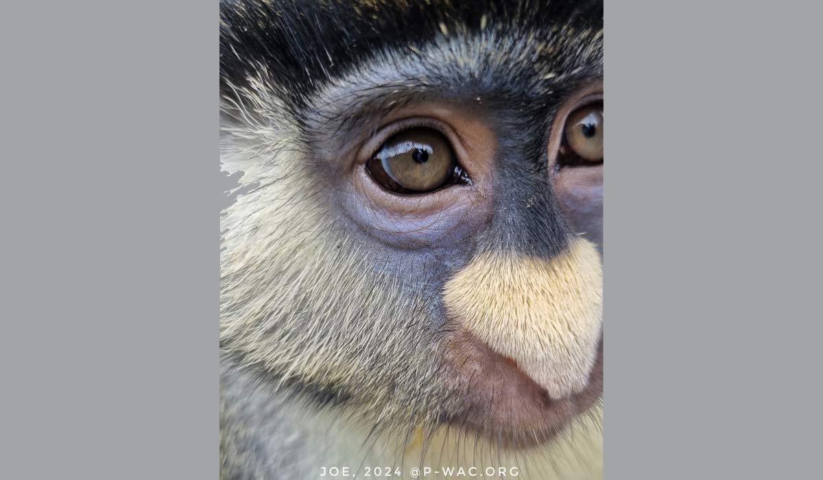 Primatologue, je m’oppose à l’expansion d’une station de primatologie en France