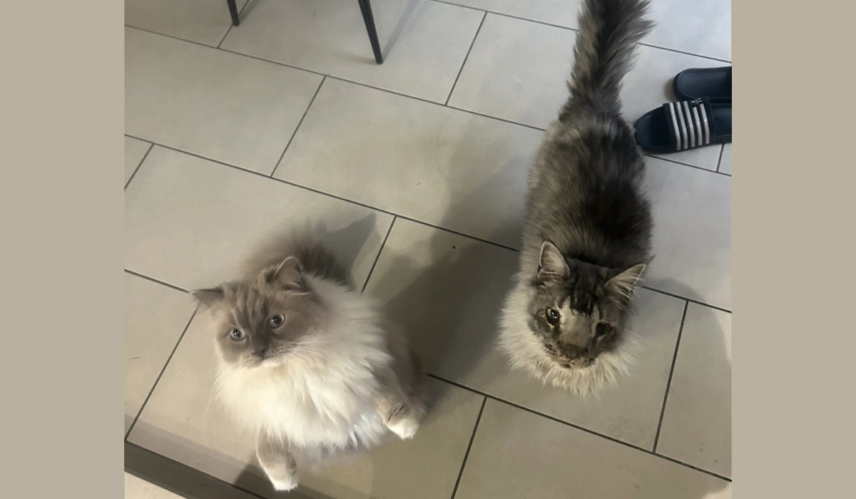 Yakari le Maine Coon Avatar : combat entre espoir, science et amour – A la recherche d’une réponse vétérinaire