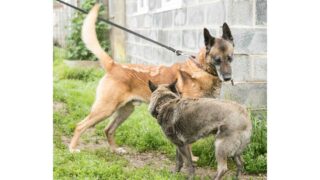 Canid’Or éducation – Psycanin