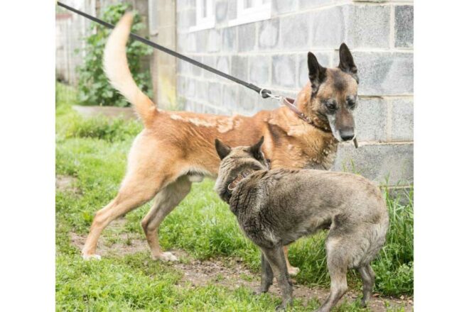 Canid’Or éducation – Psycanin