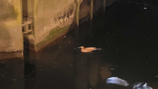Tragédie d’un caneton piégé dans une écluse du canal Saint Martin