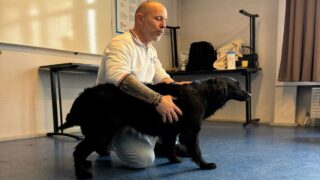 Premiers secours canin et félin : quand chaque seconde compte