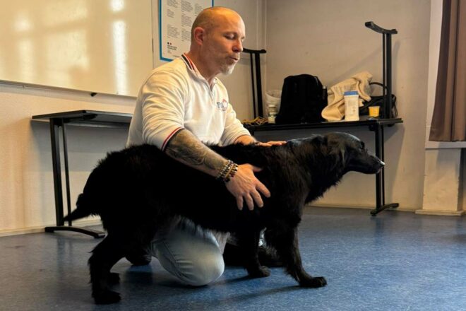Premiers secours canin et félin : quand chaque seconde compte